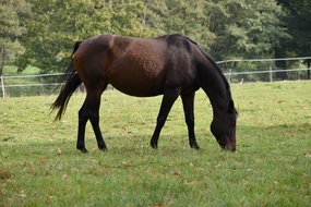 草地贝伯贝克马吃草图片